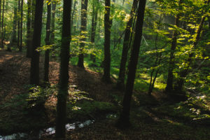 Forest, trees Forest, trees